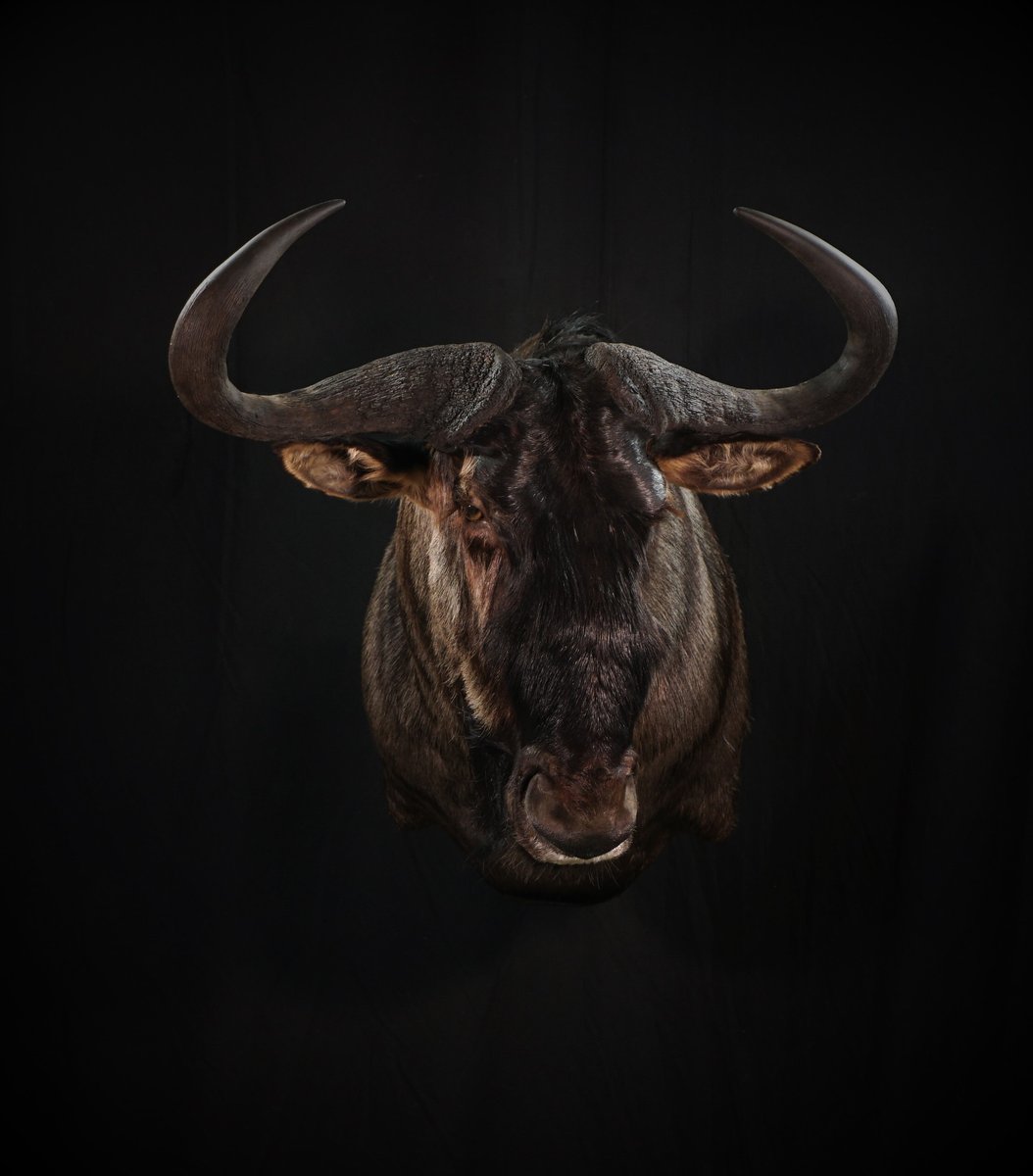 Photo IMG115 - Blue Wildebeest Shoulder Mount