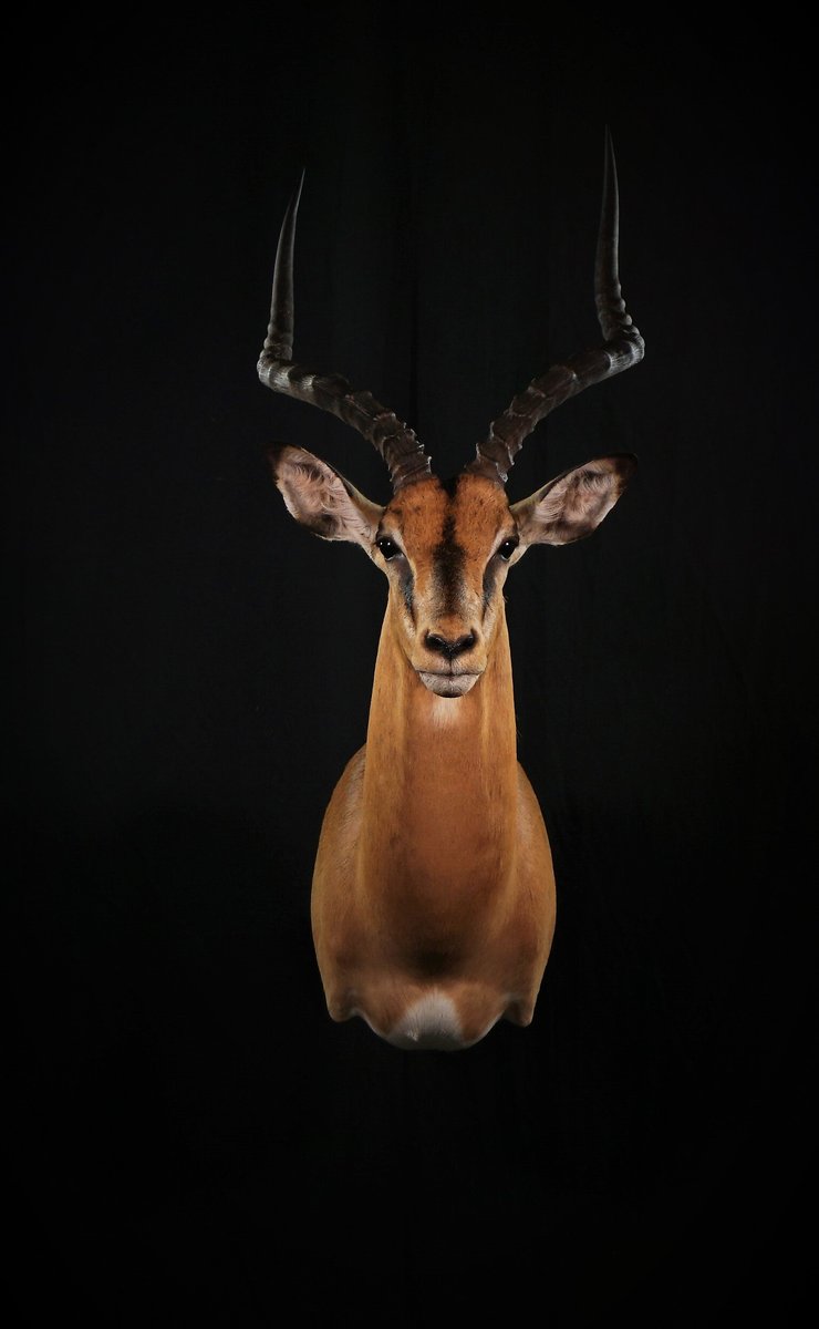 Photo IMG116 - Impala Shoulder Mount