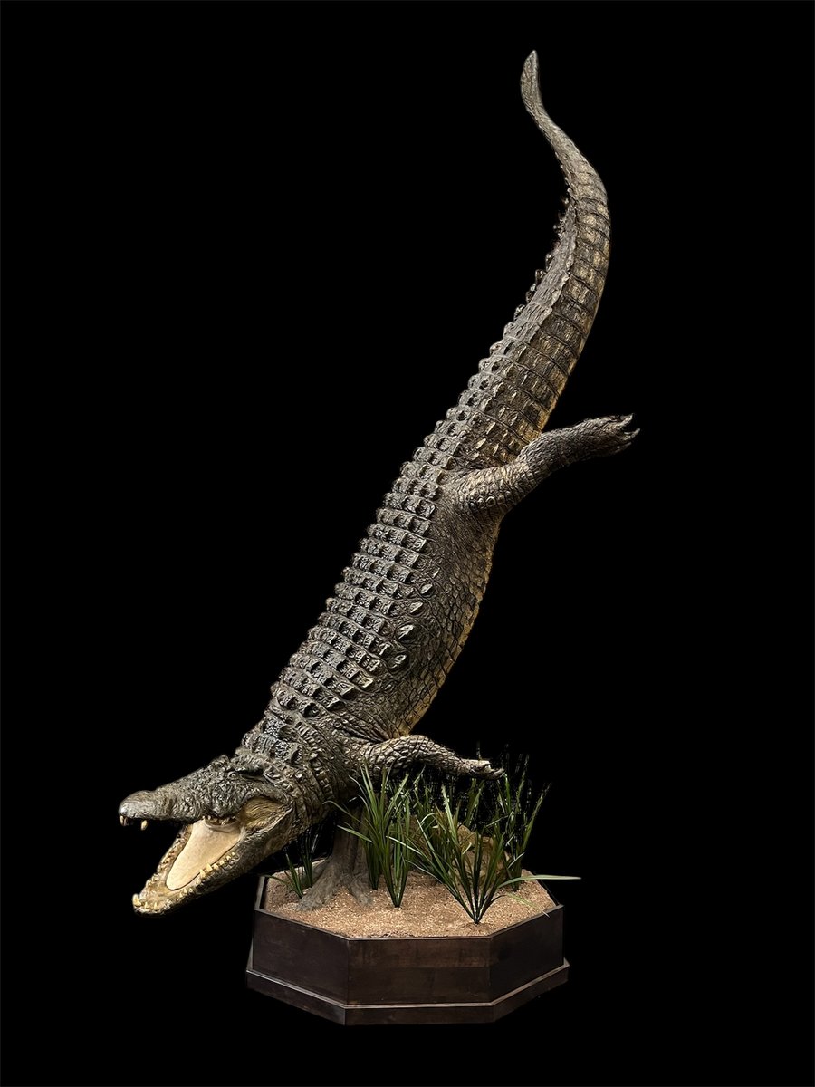 Photo IMG021 - Crocodile