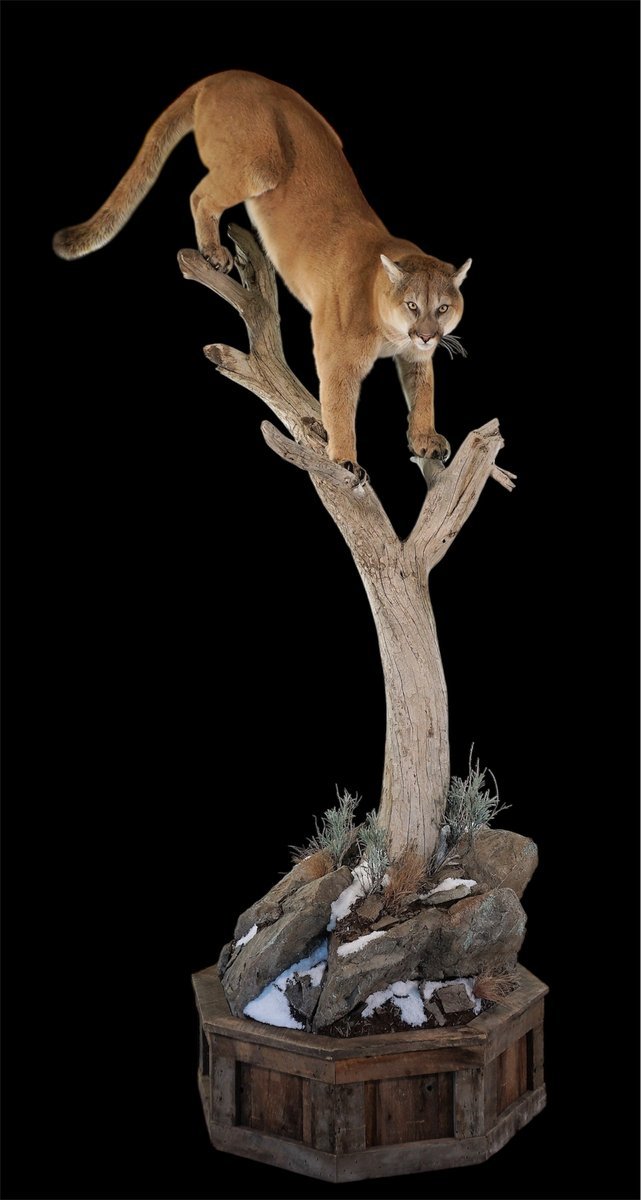 Photo IMG120 - Mountain Lion Life Size