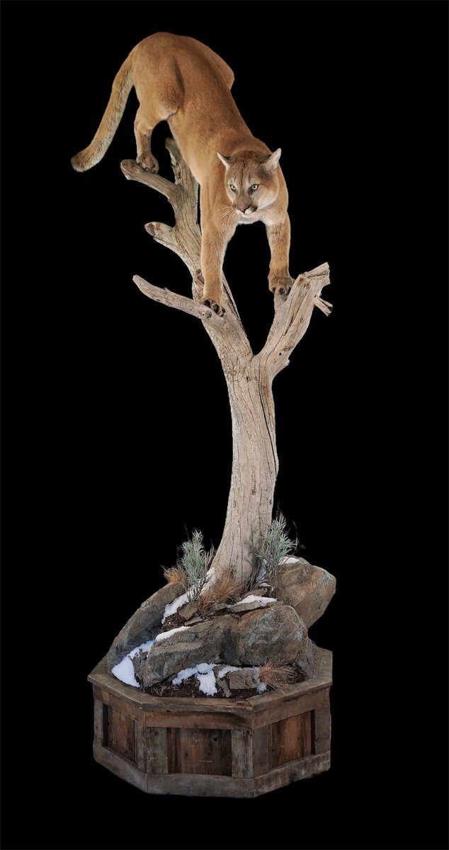 Photo IMG121 - Mountain Lion Life Size