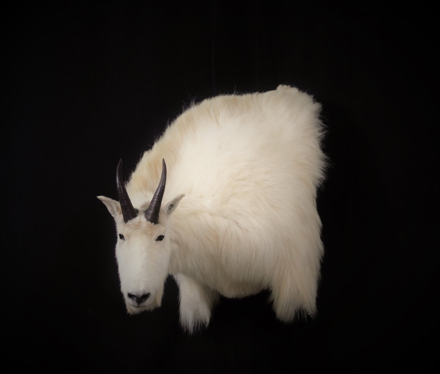 Photo IMG123 - Mountain Goat Wall Pedestal