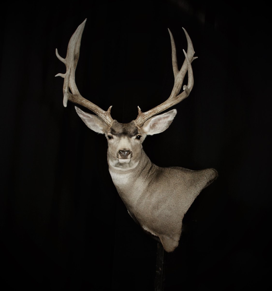 Photo IMG127 - Mule Deer Wall Pedestal Left Turn