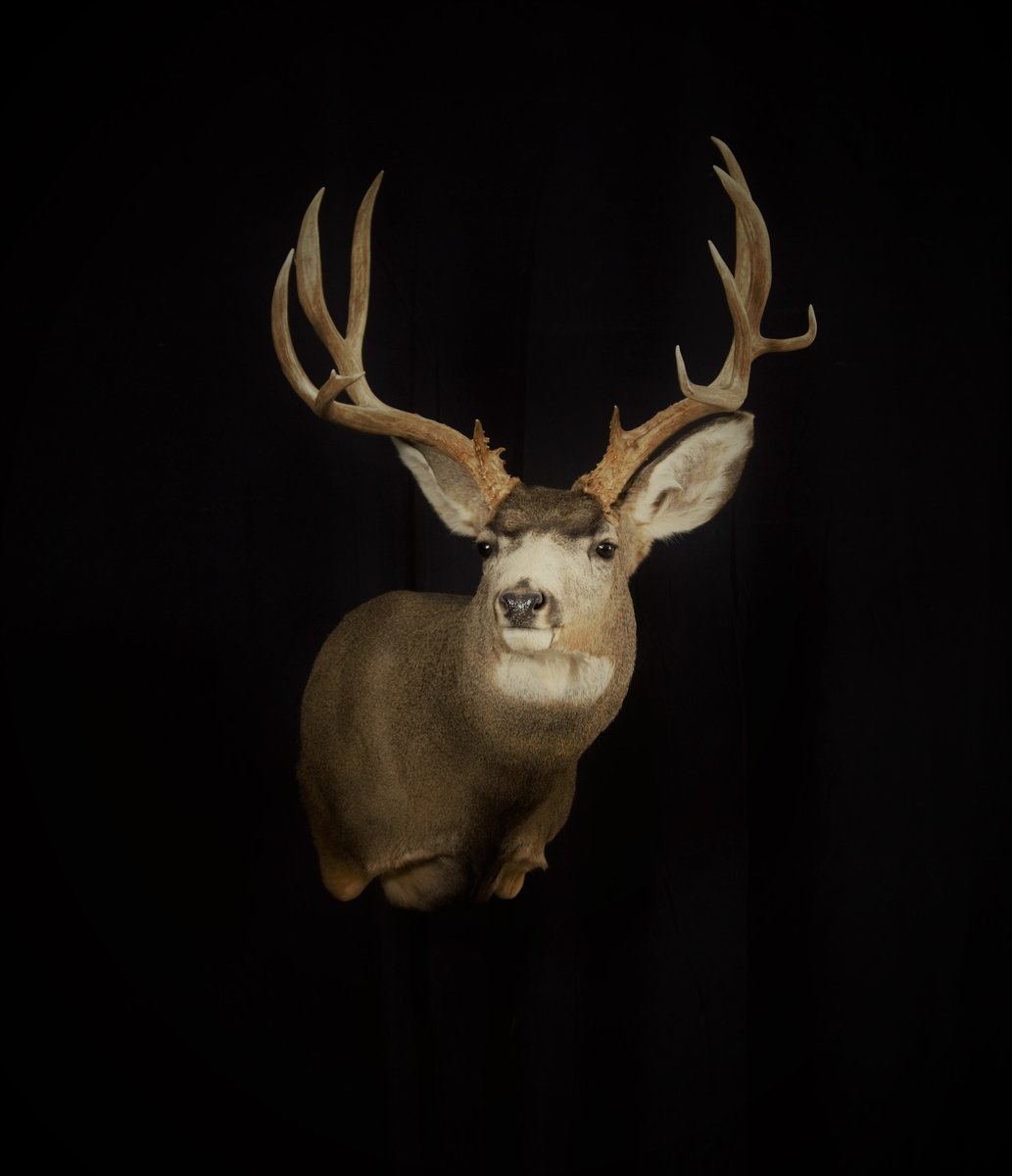 Photo IMG128 - Mule Deer Shoulder Mount