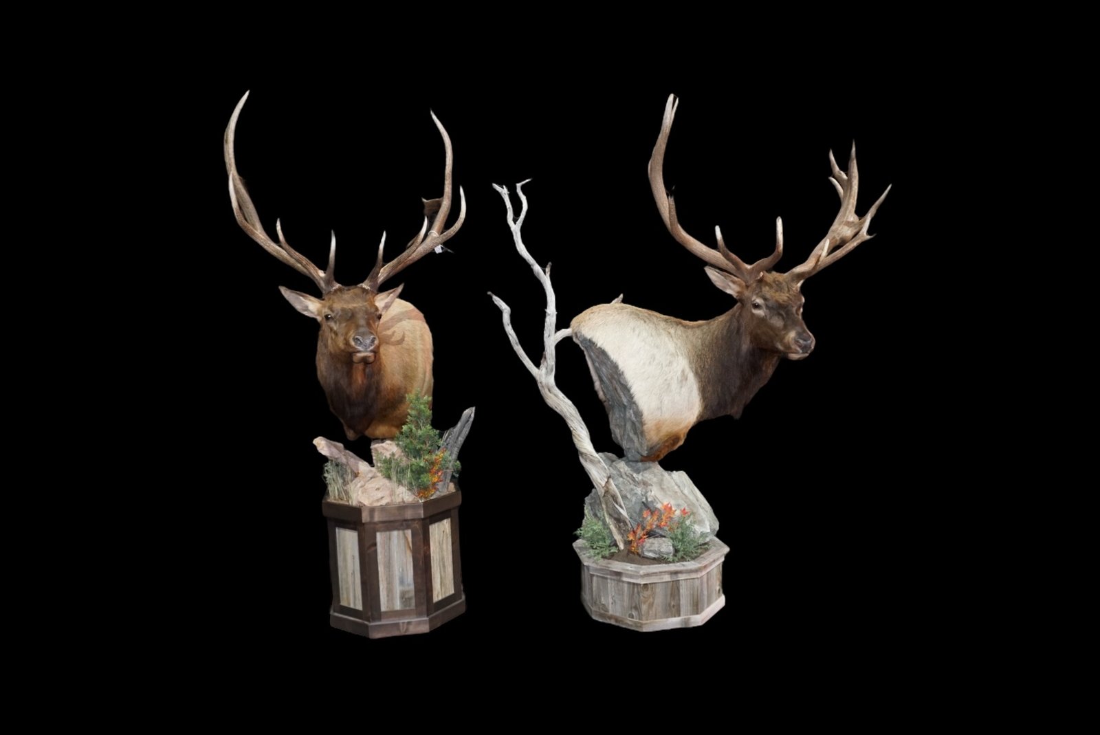 Photo IMG131 - Elk Pedestal