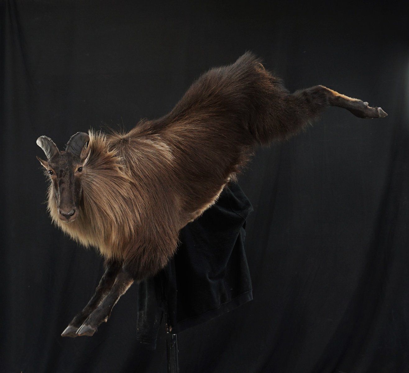 Photo IMG027 - Tahr Life Size Leaping