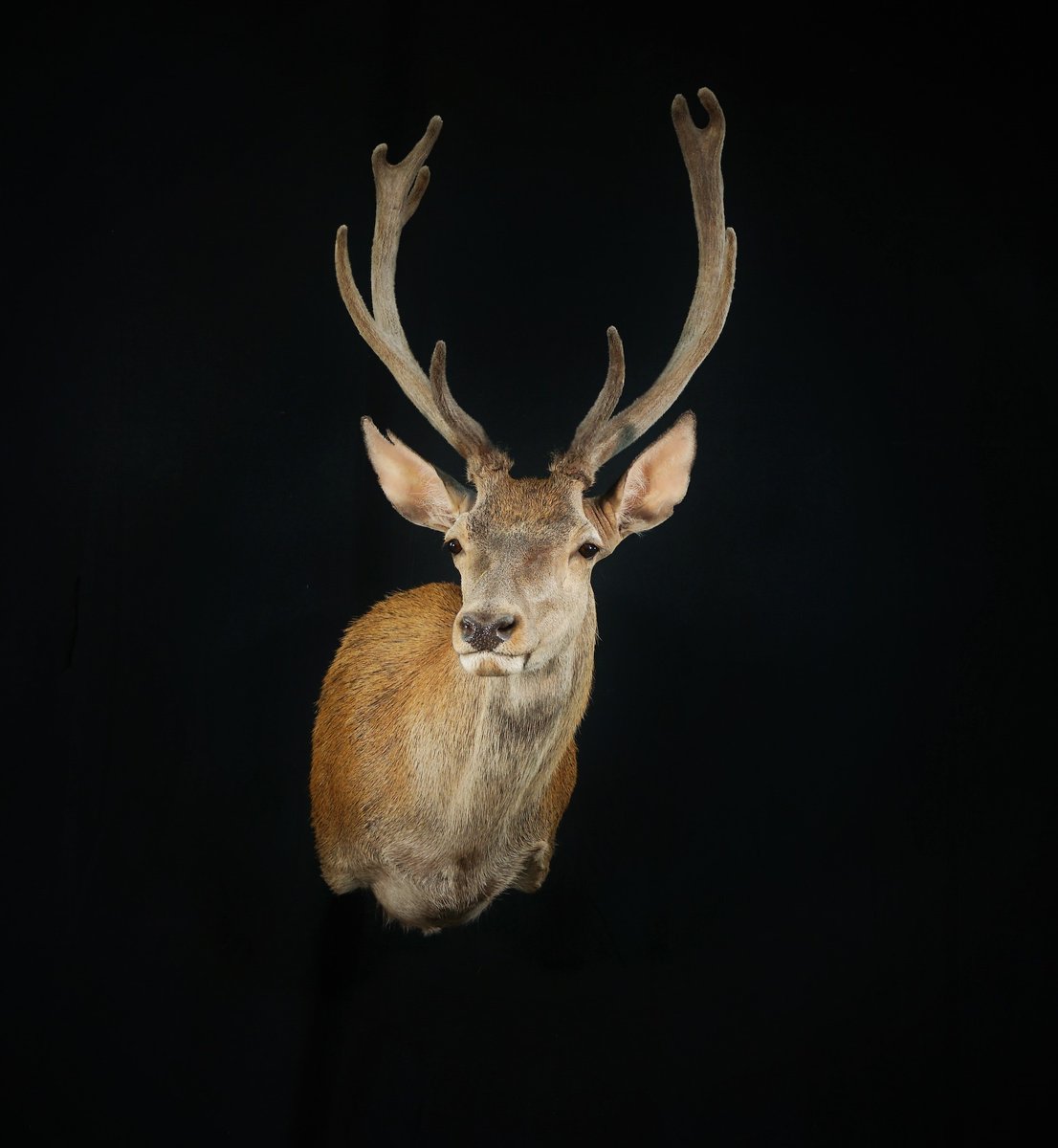 Photo IMG028 - Red Stag Shoulder Mount