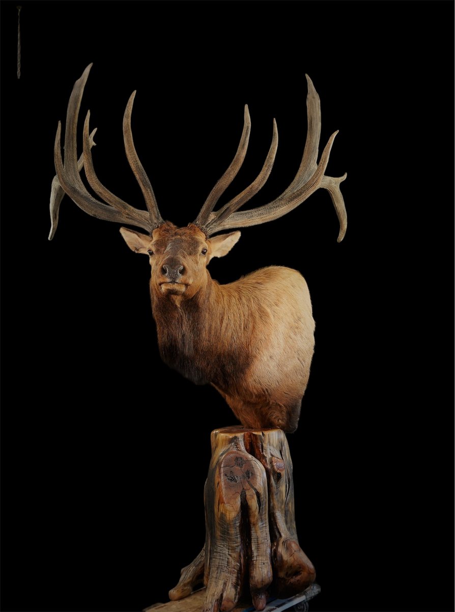 Photo IMG136 - Elk Pedestal