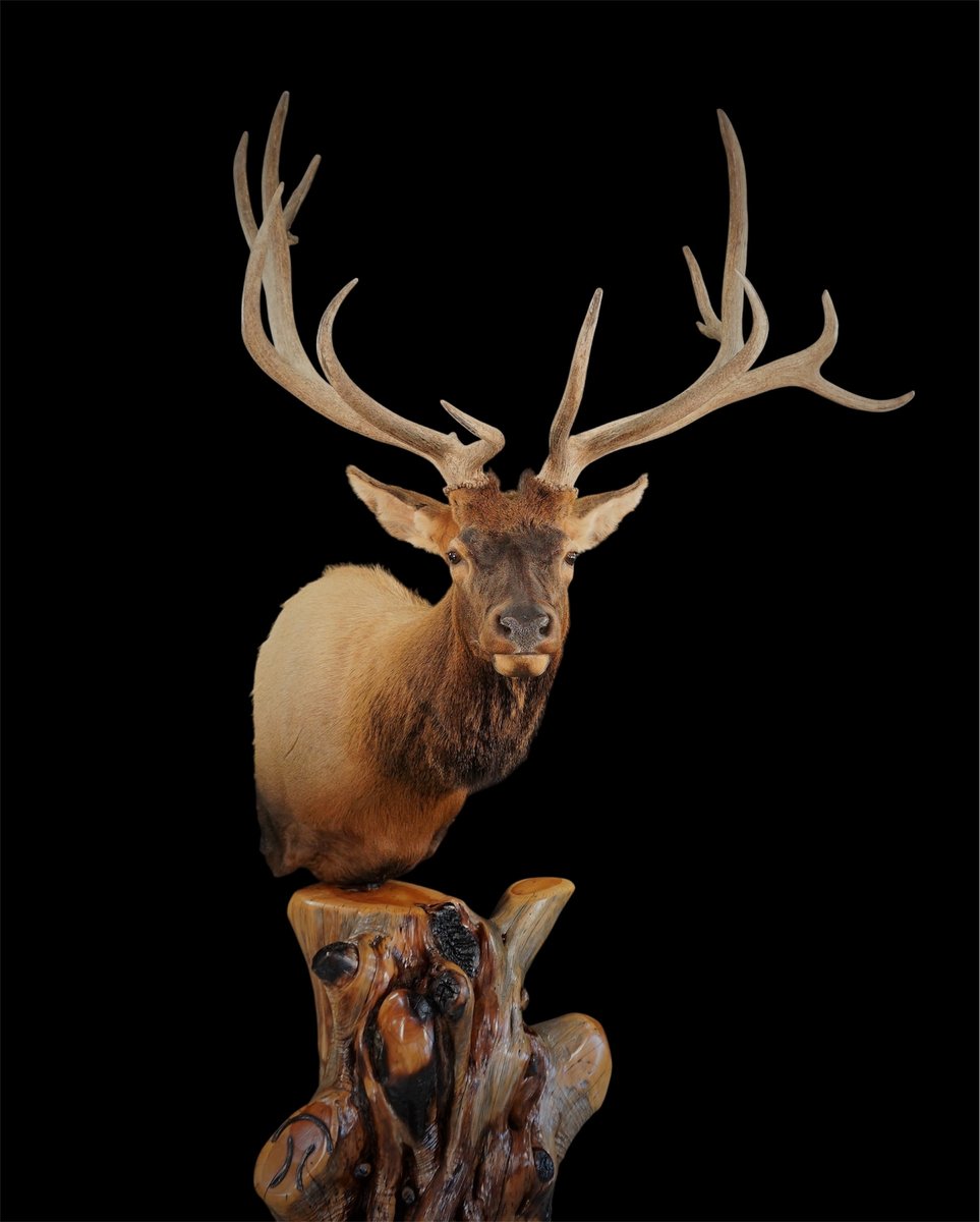 Photo IMG029 - Elk Pedestal