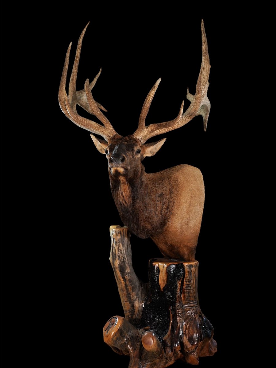 Photo IMG057 - Elk Pedestal Left