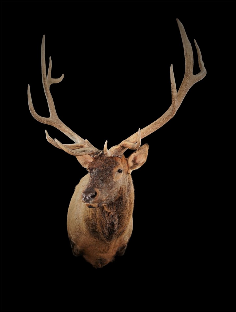 Photo IMG140 - Elk Shoulder Mount