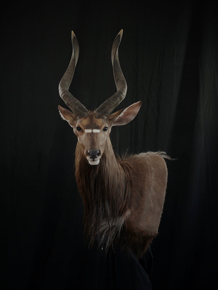 Photo IMG032 - Nyala Wall Pedestal