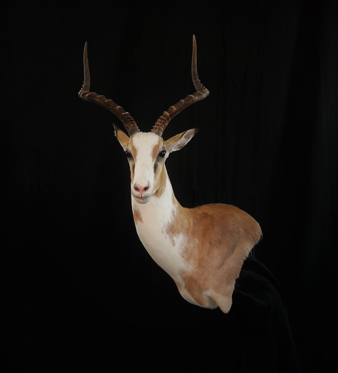 Photo IMG033 - White Impala Wall Pedestal