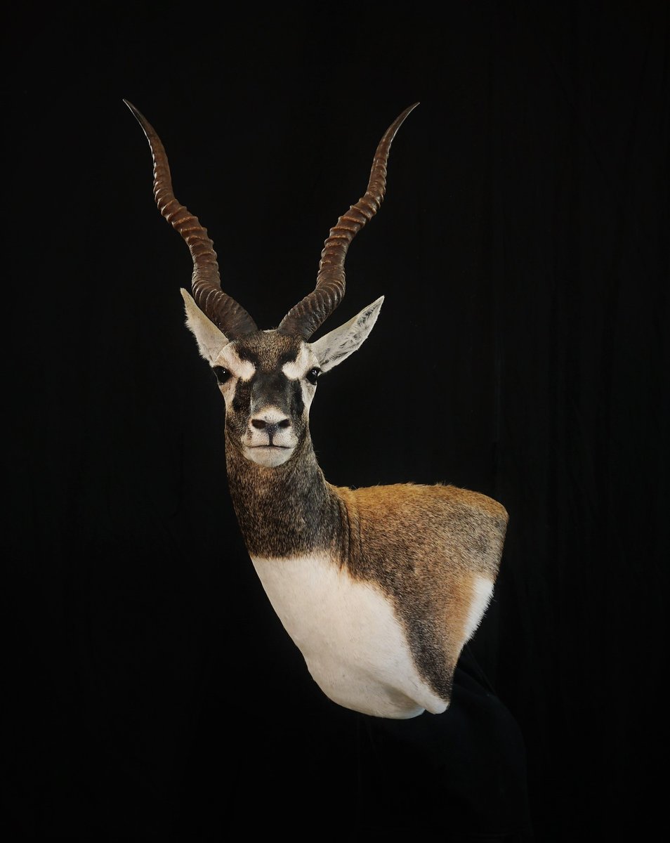 Photo IMG035 - Black Buck Wall Pedestal
