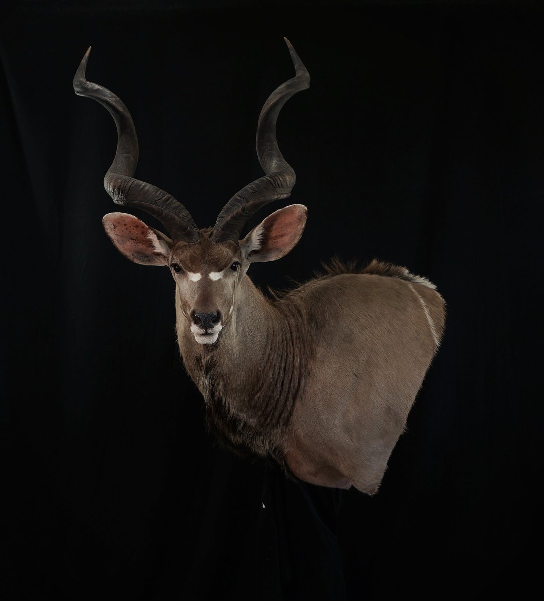 Photo IMG037 - Kudu Wall Pedestal
