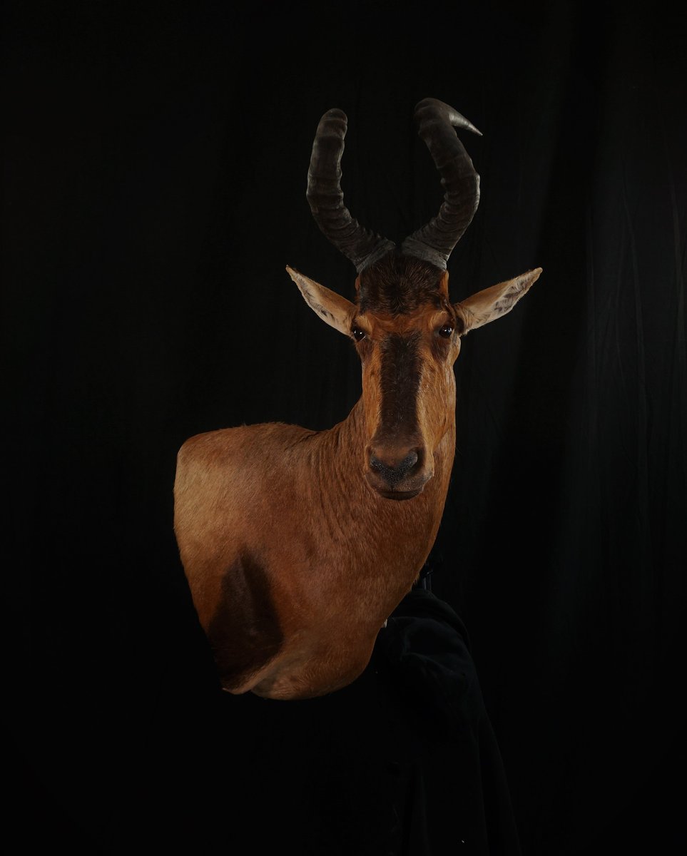 Photo IMG039 - Red Hartebeest Wall Pedestal