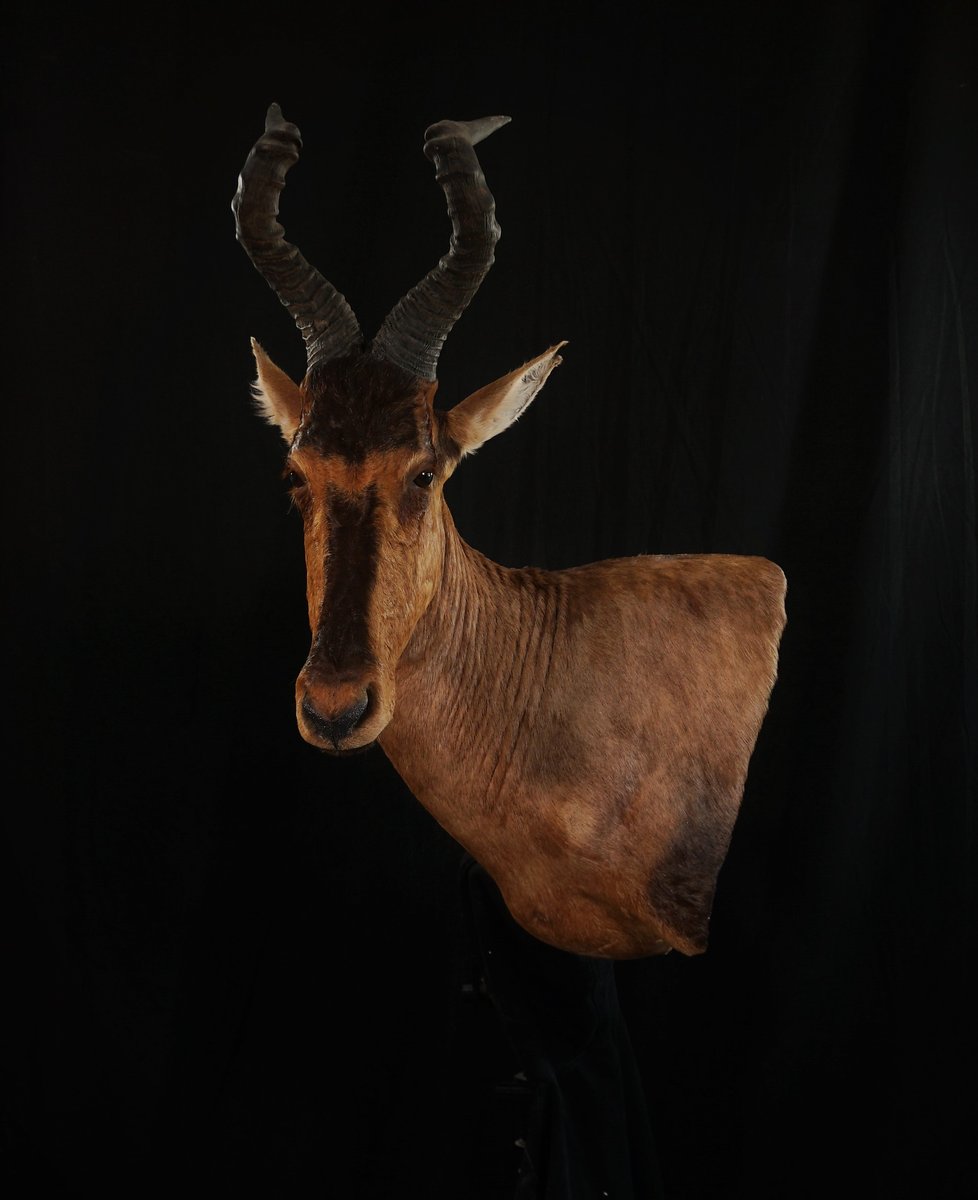 Photo IMG040 - Red Hartebeest Wall Pedestal