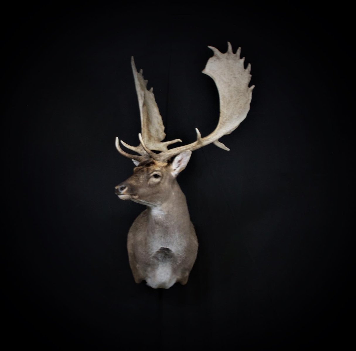Photo IMG143 - Fallow Shoulder Mount