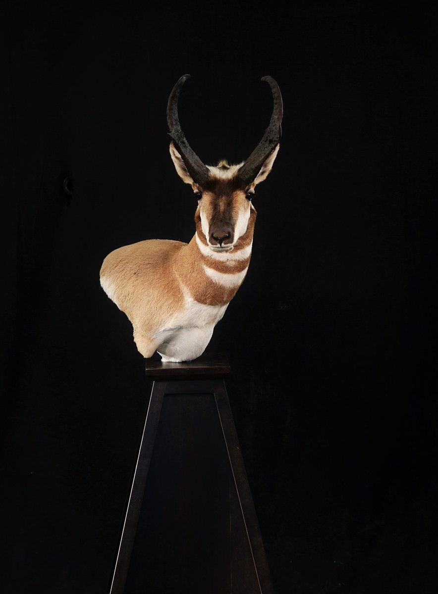 Photo IMG042 - Antelope Pedestal