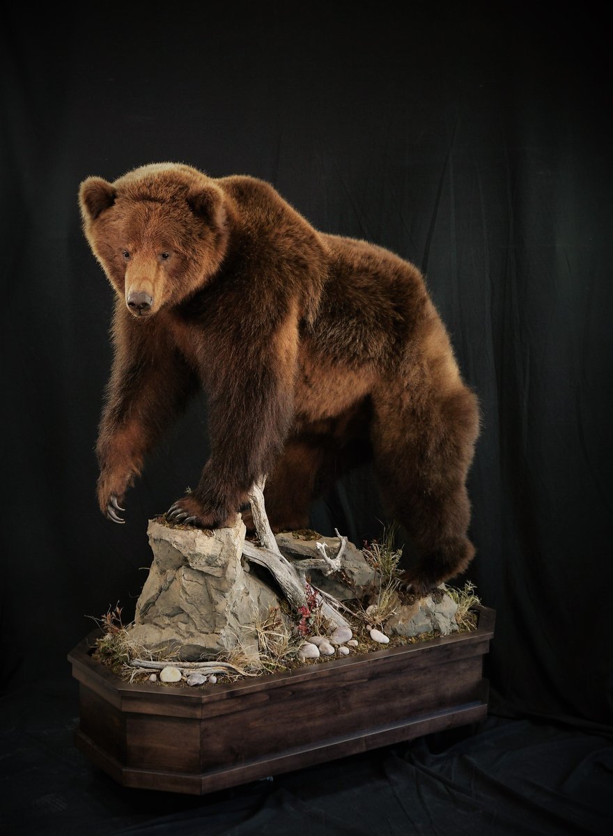 Photo IMG071 - Grizzly Bear Life Size