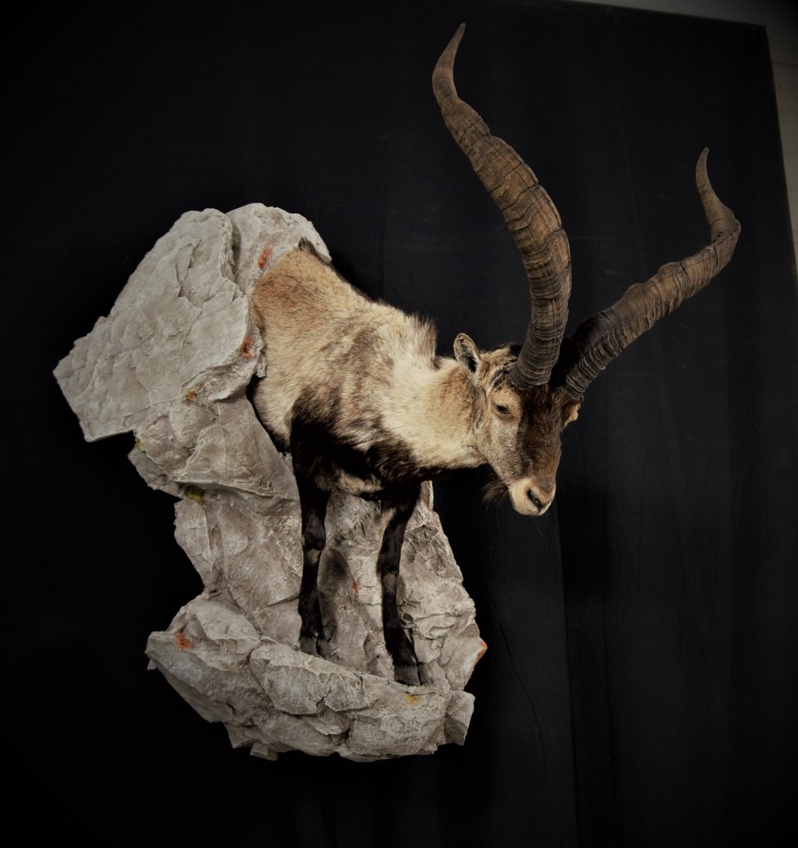 Photo IMG081 - Ibex 1/2 Life Size