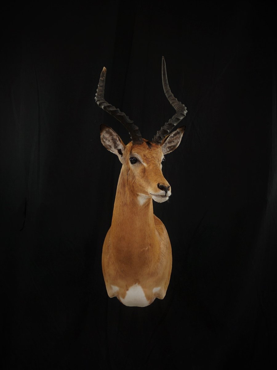 Photo IMG045 - Impala