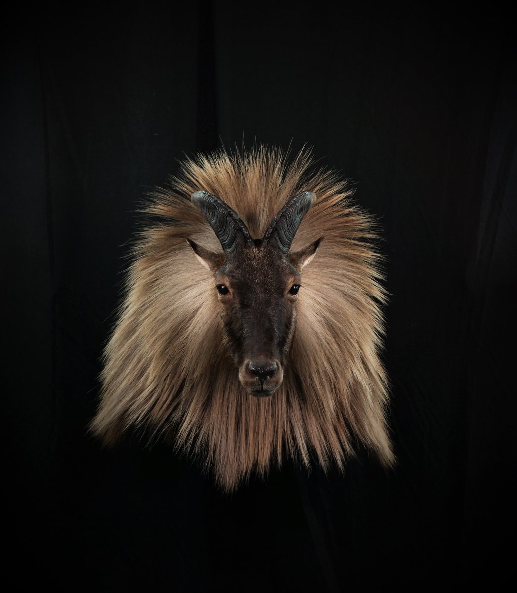Photo IMG149 - Tahr Shoulder Mount