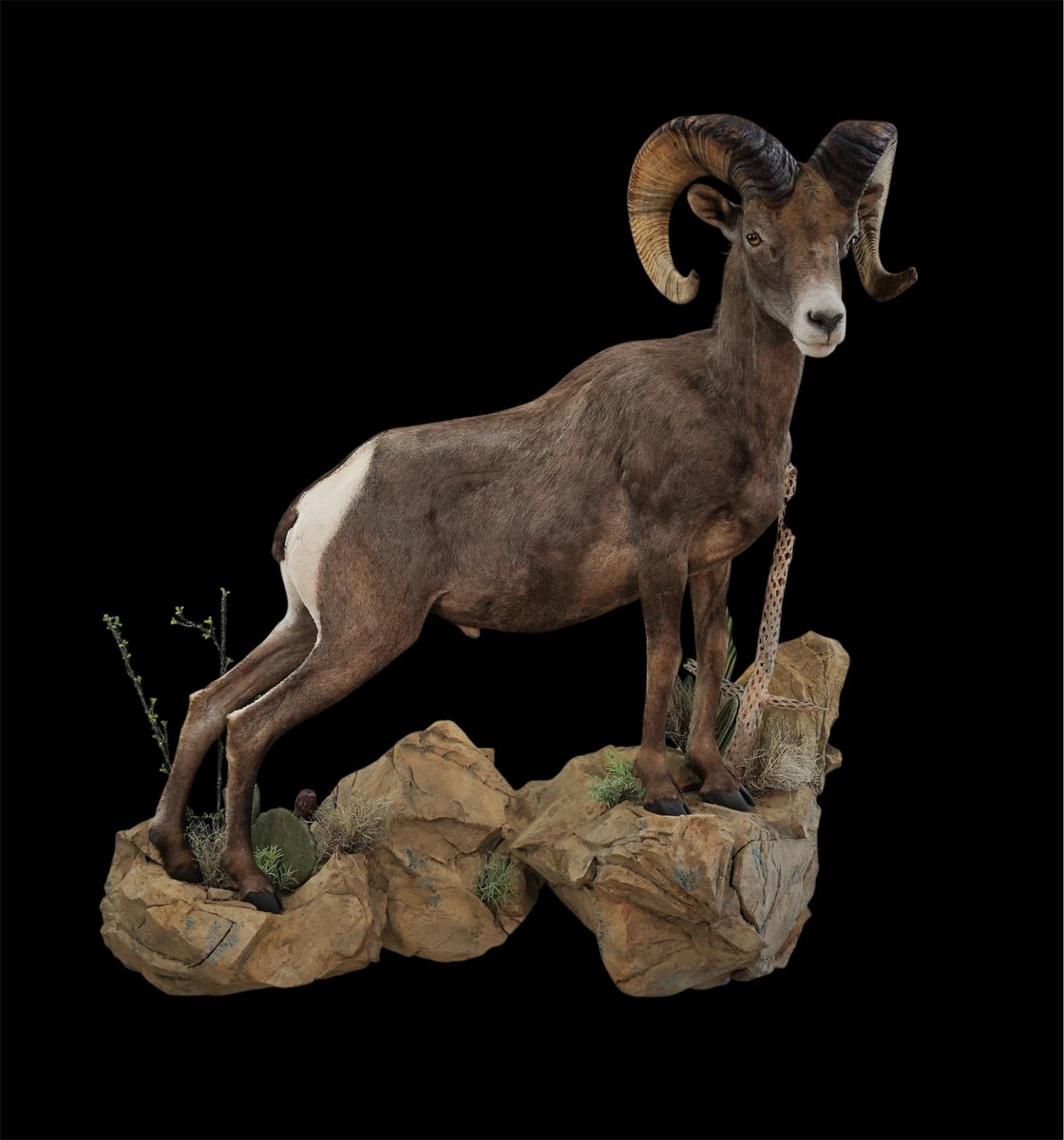 Desert sheep life size right turn