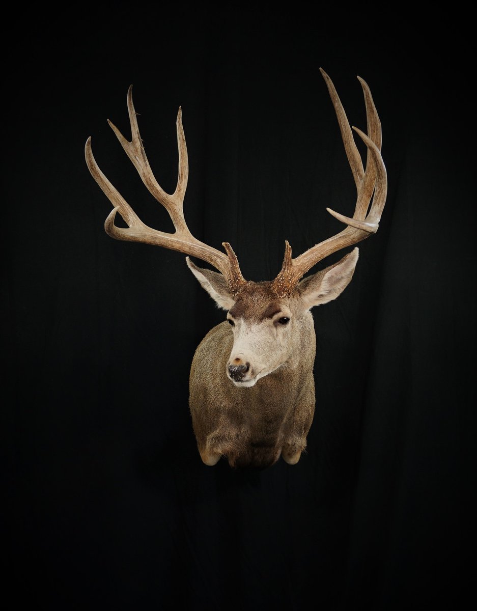 Photo IMG151 - Mule Deer Shoulder Mount