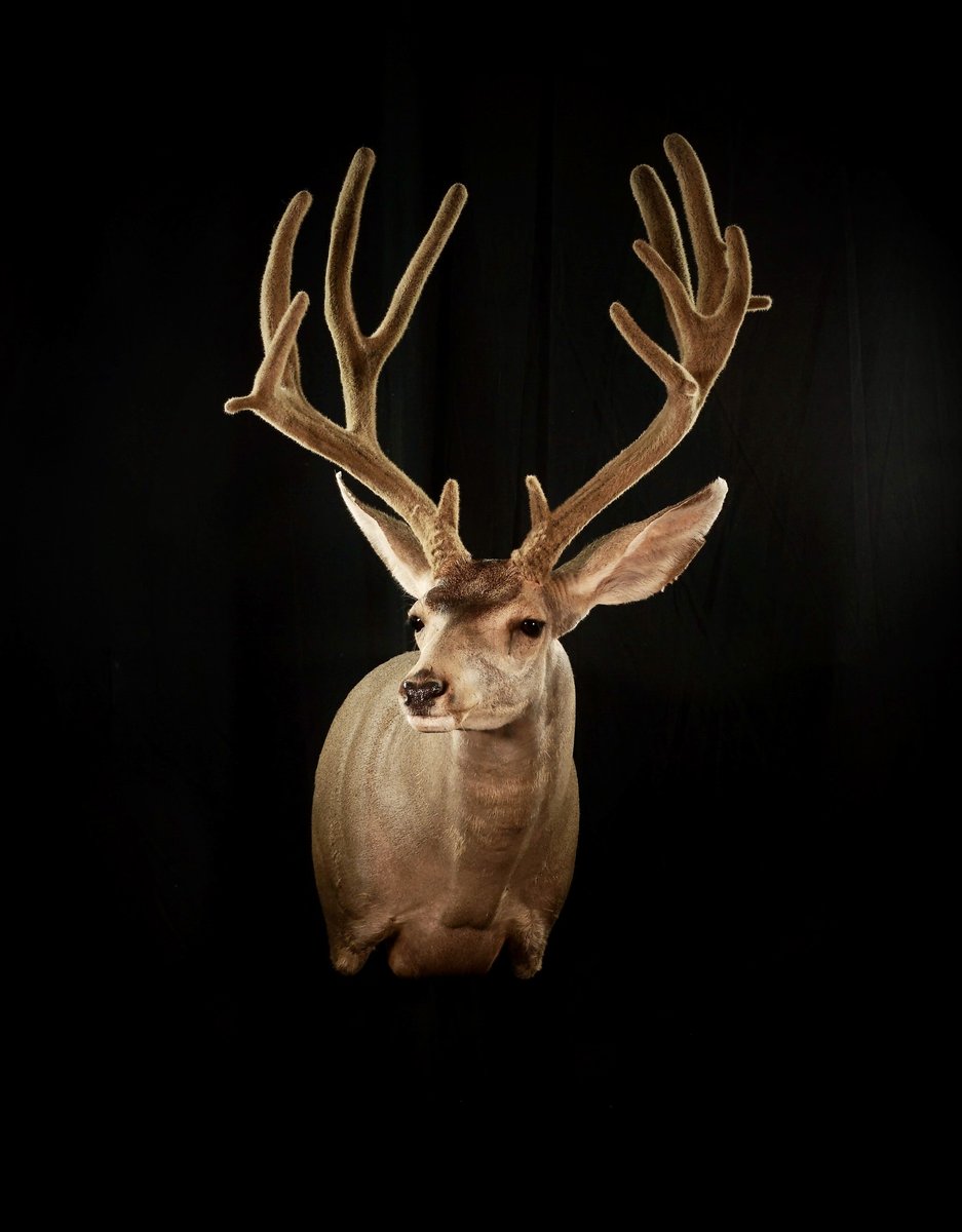 Mule Deer Shoulder Mount