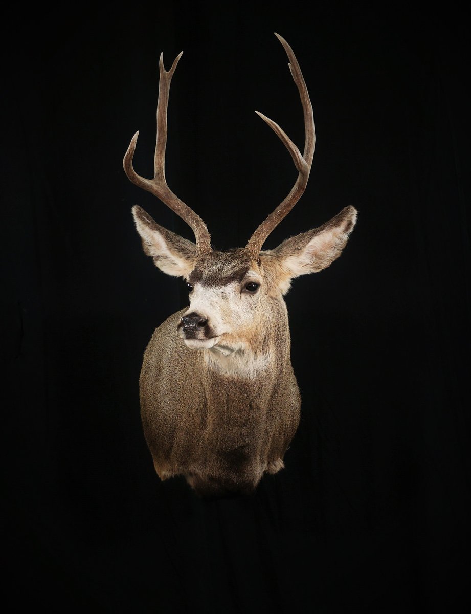 Photo IMG155 - Mule Deer Shoulder Mount