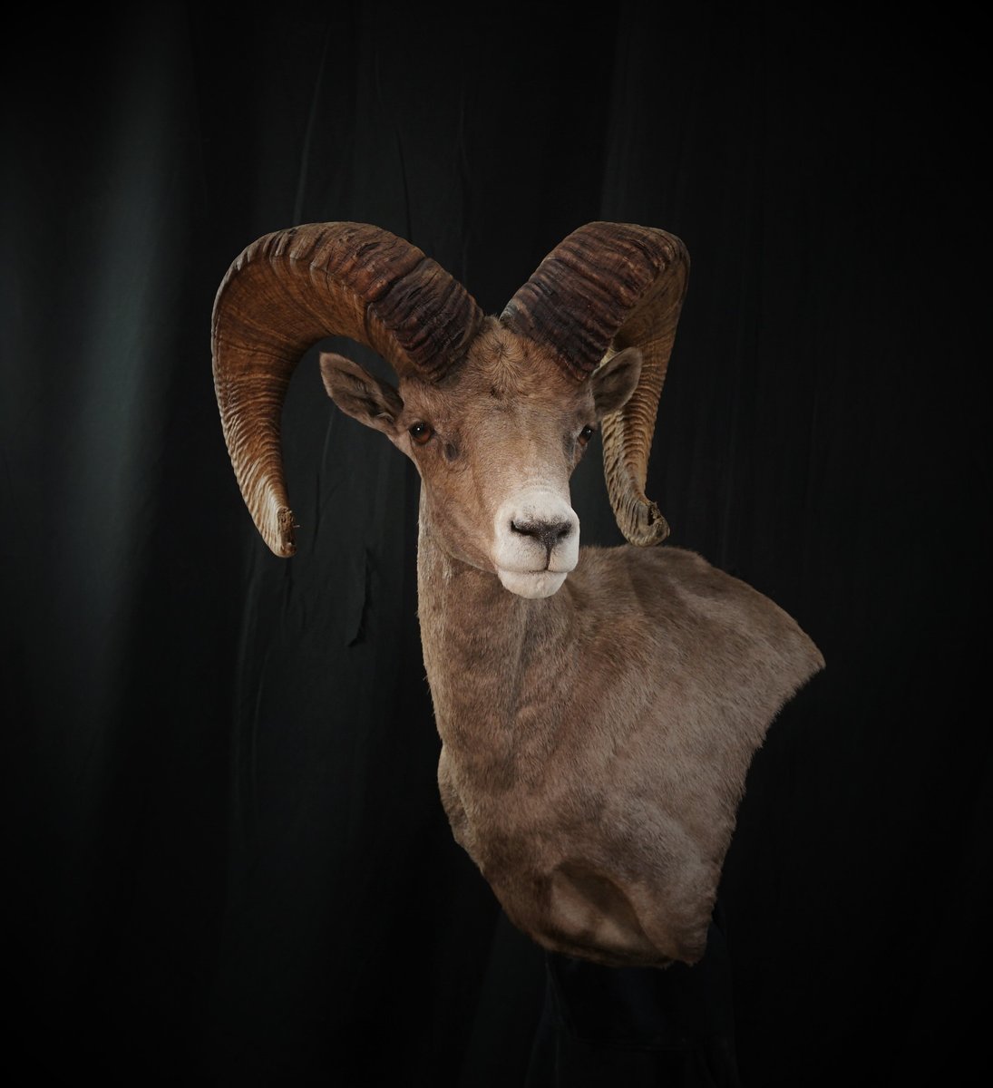 Photo IMG046 - Desert Sheep Wall Pedestal