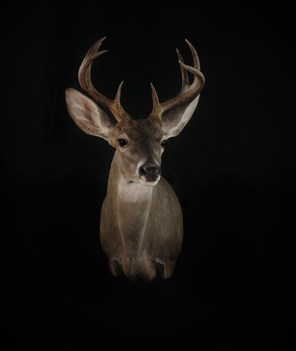 Photo IMG157 - Coues Deer Shoulder Mount