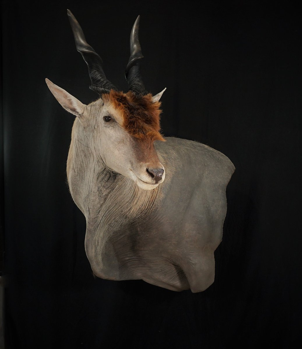 Photo IMG049 - Eland Wall Pedestal