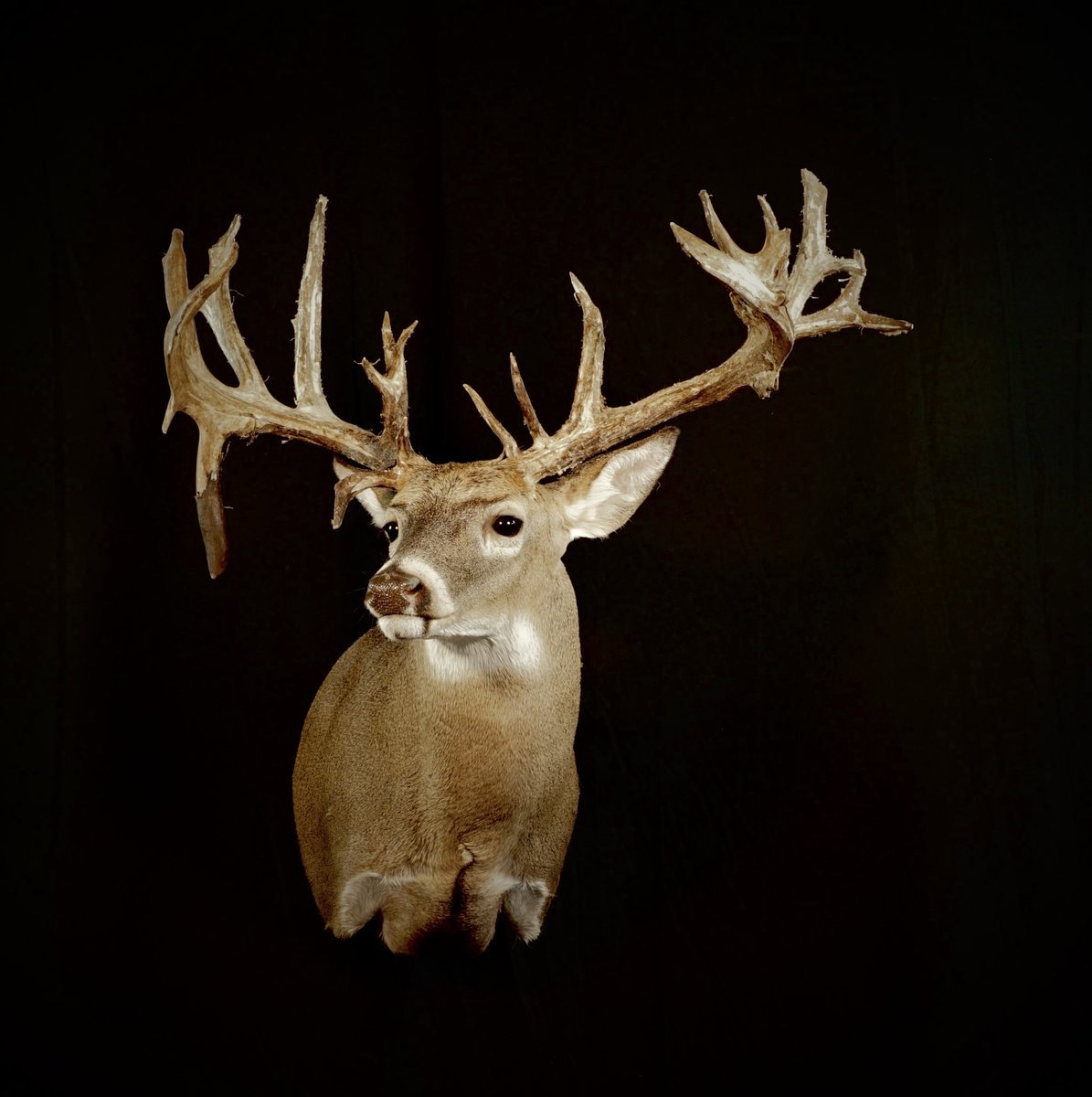 Whitetail Shoulder Mount