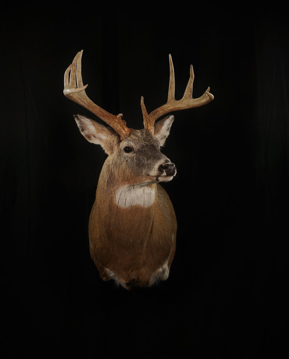 Photo IMG160 - Whitetail Shoulder Mount