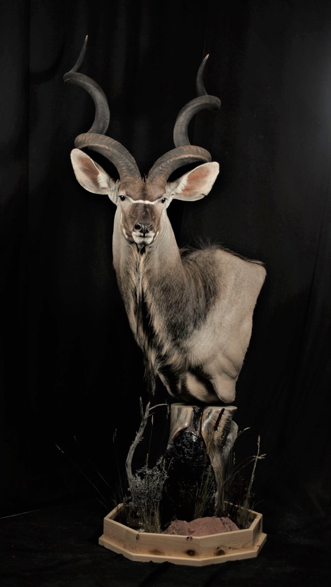 Photo IMG161 - Kudu Pedestal