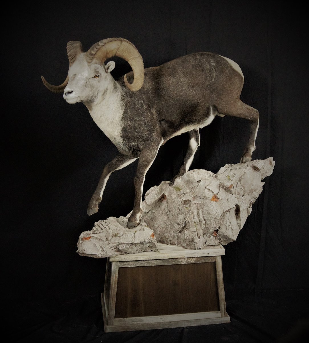 Photo IMG162 - Stone Sheep Life Size