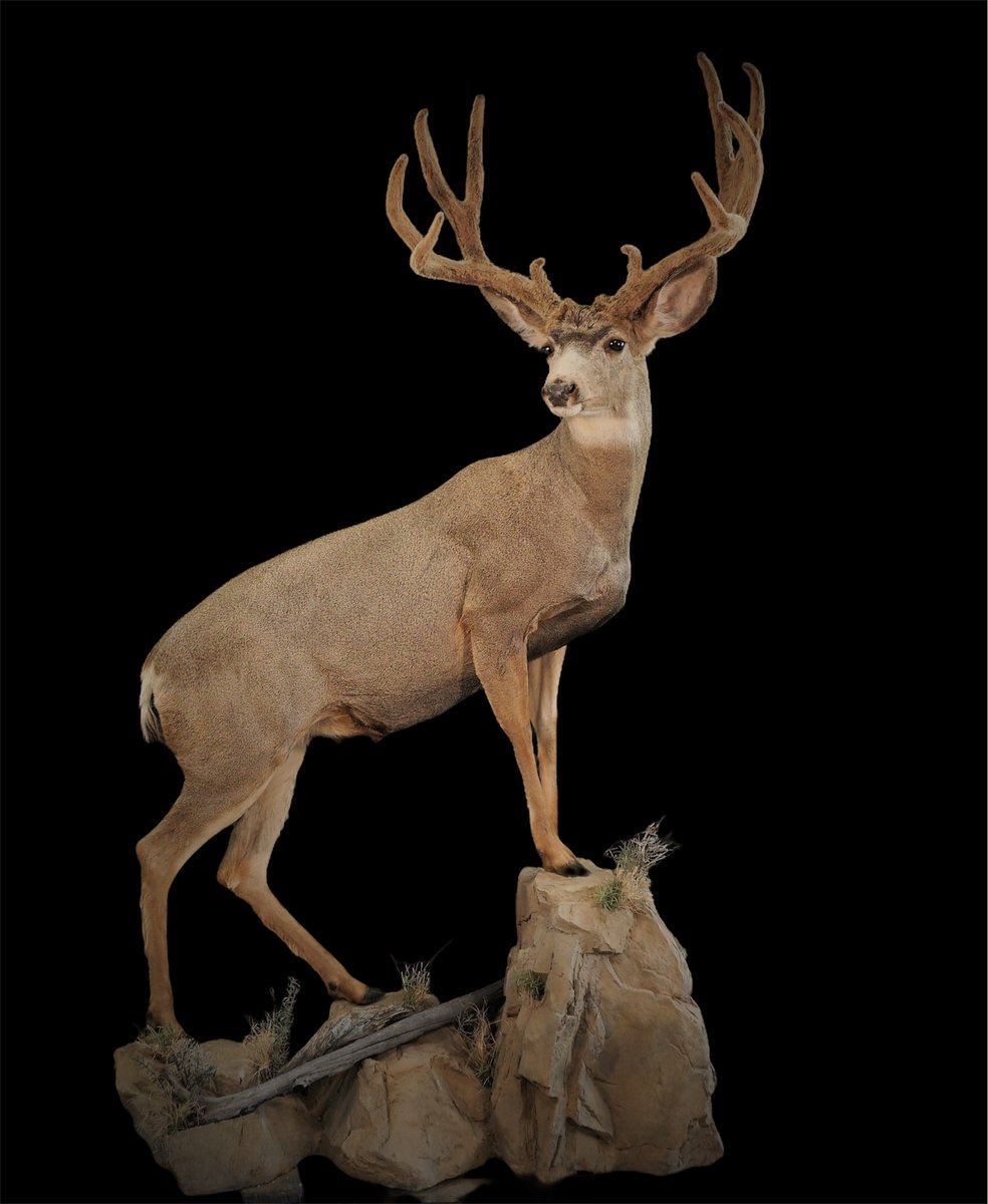 Photo IMG050 - Life Size Deer