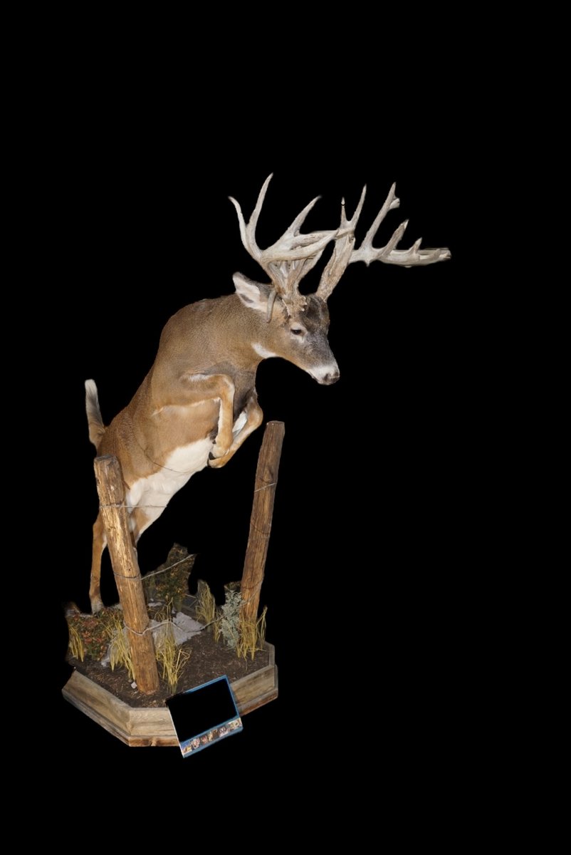 Photo IMG164 - Whitetail Life Size