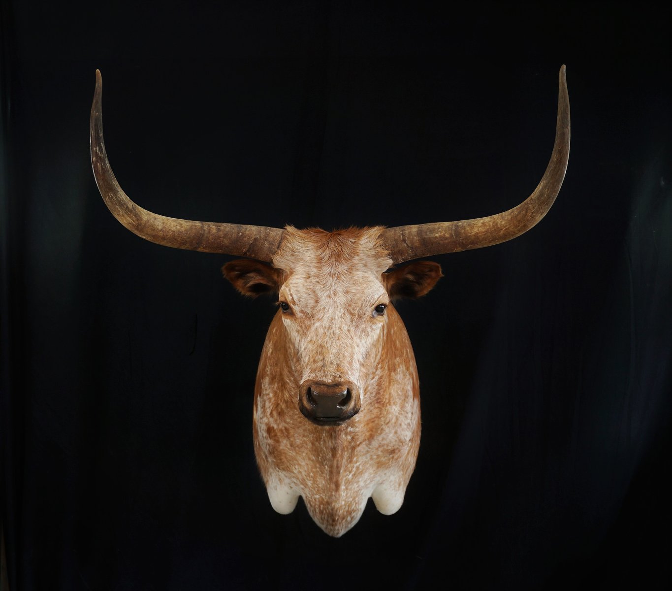 Photo IMG052 - Texas Longhorn Shoulder Mount