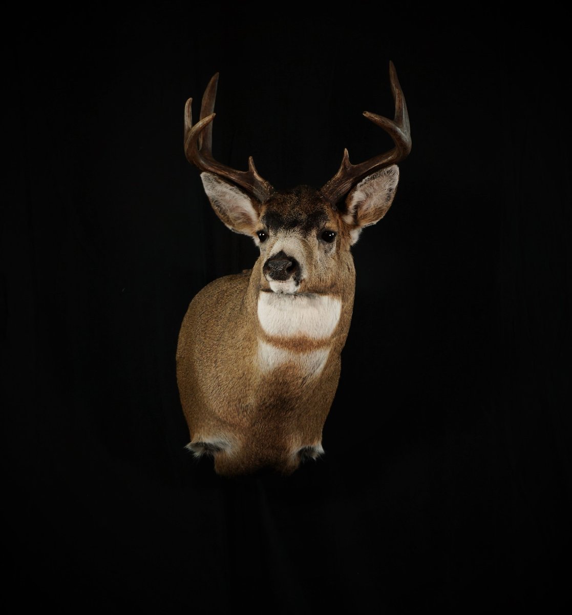Photo IMG166 - Blacktail Shoulder Mount