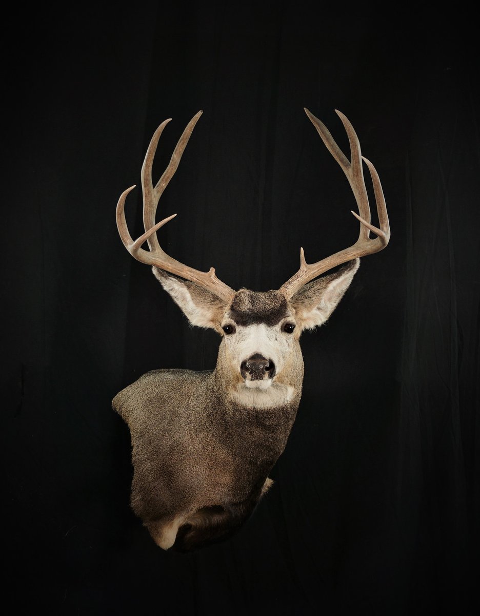 Photo IMG167 - Mule Deer Wall Pedestal