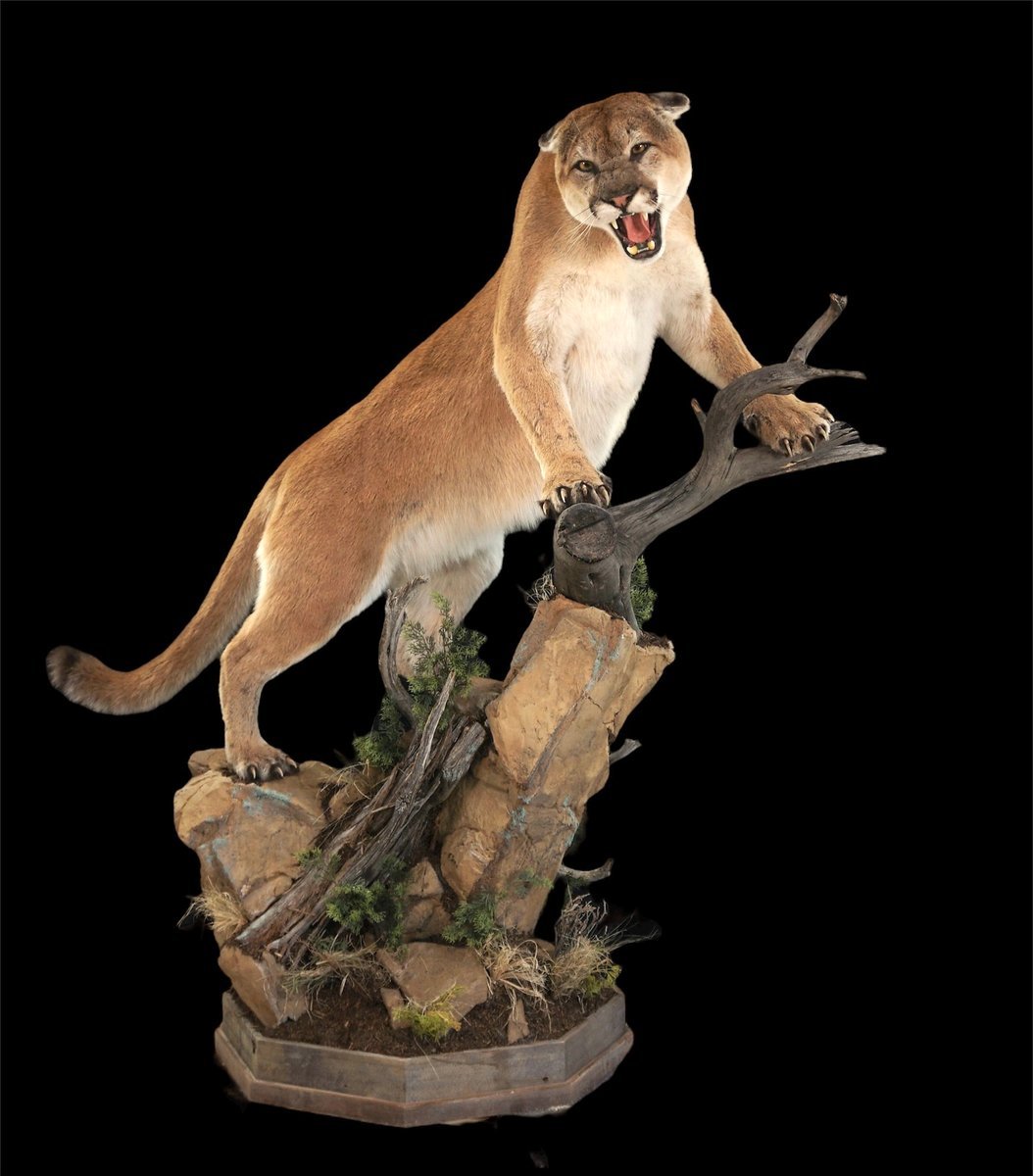 Photo IMG008 - Mountain Lion Life Size Open Mouth