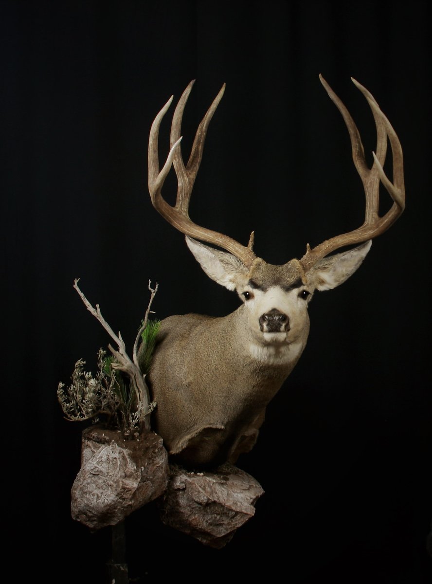 Photo IMG172 - Mule Deer Shoulder Mount