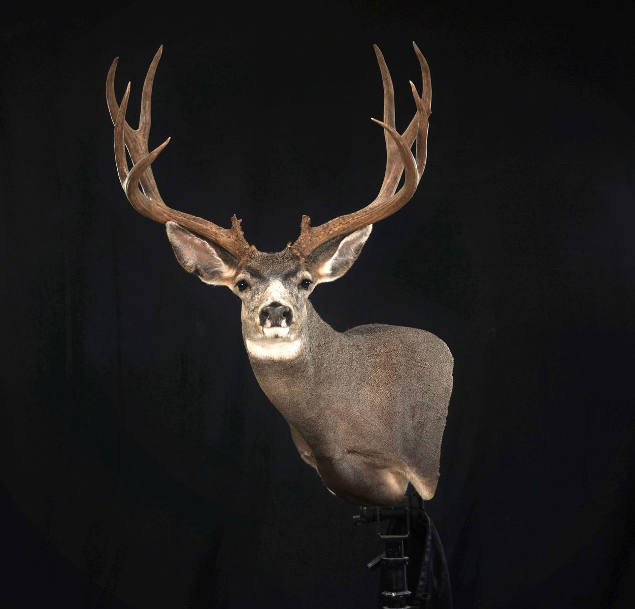 Photo IMG175 - Mule Deer Wall Pedestal