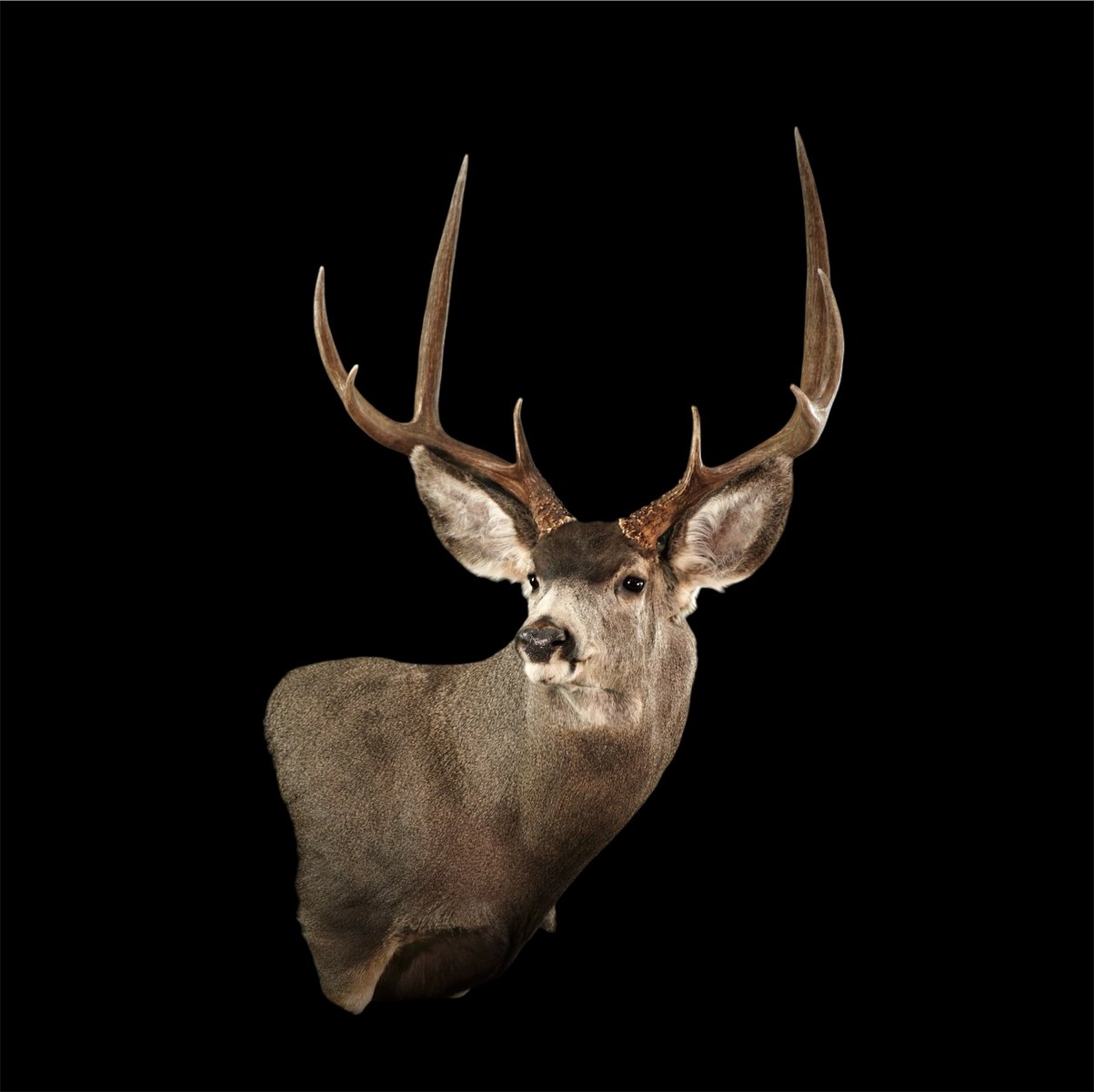 Photo IMG176 - Mule Deer Wall Pedestal