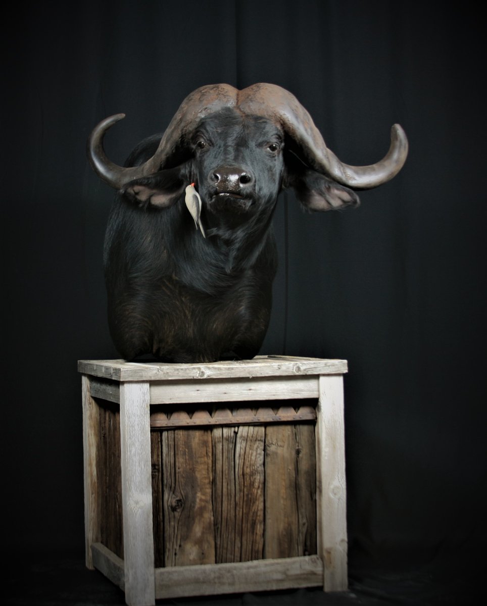 Photo IMG181 - Cape Buffalo Pedestal