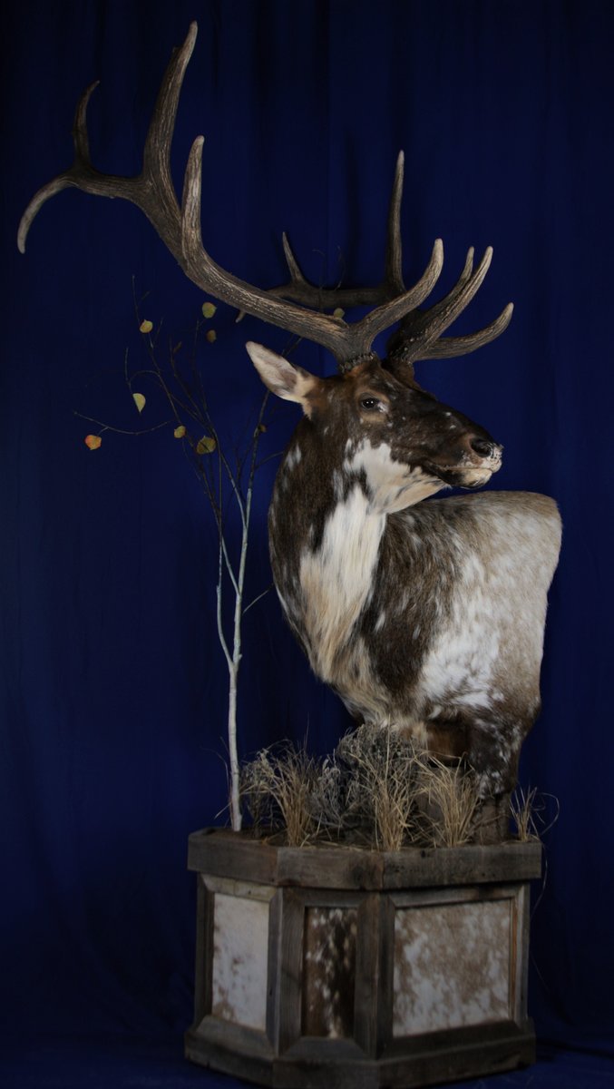 Photo IMG182 - Elk Pedestal