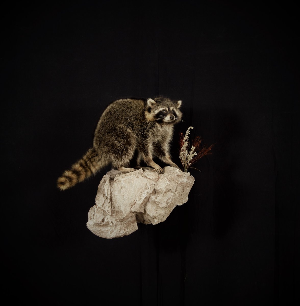 Photo IMG183 - Racoon
